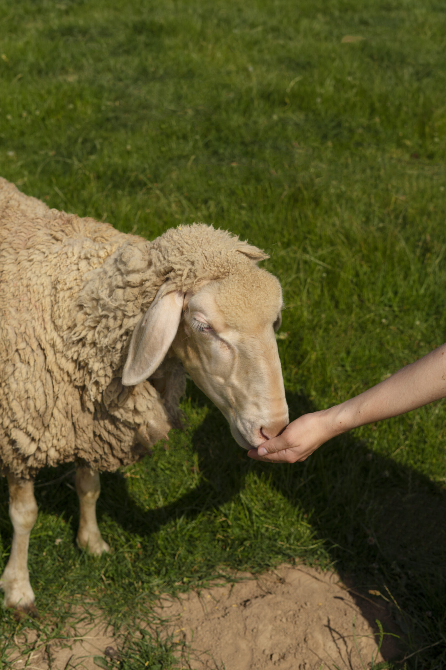 Sheep eating